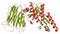 Proprotein convertase subtilisin kexin type 9 (PCSK9) protein. Target of multiple investigational cholesterol lowering drugs