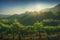 Prosecco Hills, vineyards at sunset. Unesco Site. Veneto, Italy