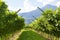 Prosecco Vineyard with green and yellow sunny leaves in Valdobiaddene, Italy.