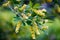 Prosopis alba white carob tree, algarrobo flowers. Pampa flowers, Argentina