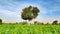 Prosopis Cineraria (Khejari) tree in the green carrot crop field with blue sky