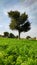 Prosopis Cineraria (Khejari) tree in the green carrot crop field with blue sky