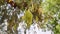 Prosopis cineraria Khejari tree pods, low angel view