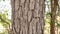 Prosopis Cineraria (Khejari) tree trunk, close up Prosopis Cineraria tree bark