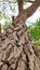 Prosopis Cineraria (Khejari) tree trunk, close up view