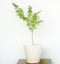 Prosopis cineraria tree in a pot