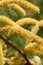 PROSOPIS GLANDULOSA BLOOM - JOSHUA TREE NP - 043021 D