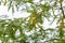 Prosopis juliflora tree flowering with leaves