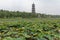 The prospect of the lotus pond-Nanchang Elephant Lake Wanshou pagoda