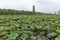 The prospect of the lotus pond-Nanchang Elephant Lake Wanshou pagoda