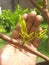 prospective water guava flowers by hand