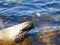 Prosser River, Orford, Tasmania