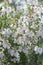 Prostanthera poorinda ballerina white flowers