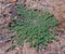 Prostate spurge supina Euphorbia plant