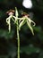 Prosthechea cochleata  commonly referred to as the clamshell orchid