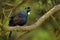 Prosthemadera novaeseelandiae - Tui endemic New Zealand forest bird sitting on the branch in the forest