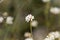 Prostrate Canary clover Dorycnium pentaphyllum