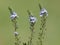 Prostrate speedwell or rock speedwell with pale blue flower, Veronica prostrata