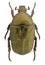 Protaetia fieberi, a rare flower beetle from Europe