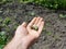 Protaetia Liocola marmorata green beetles on the gardenerâ€™s hand in spring. Good garden insects