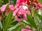 Protaetia orientalis oriental chaffer beetle in pink flower 2