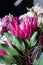 Protea. Blooming flower. Red flower. Flower as crown.