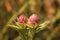 Protea bud