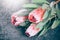 Protea buds closeup. Bunch of pink King Protea flowers over dark background. Valentine`s Day