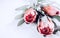 Protea buds closeup. Bunch of pink King Protea flowers over grey background. Valentine`s Day