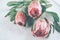 Protea buds closeup. Bunch of pink King Protea flowers over grey background. Valentine`s Day