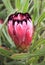 Protea Burchelli growing in the garden