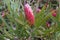 Protea Burchellii flowerbud close up. Protea flower