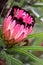 Protea burchellii, Little Ripper