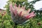 Protea cynaroides also called king protea in bloom with amazing giant flower