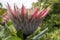 Protea cynaroides also called king protea in bloom with amazing giant flower