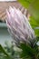 Protea cynaroides also called king protea in bloom with amazing giant flower