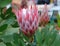 Protea Cynaroides Flower