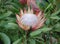 Protea Cynaroides Flower