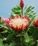 Protea Cynaroides Flower