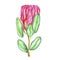 Protea cynaroides king protea, giant protea, honeypot, king sugar bush flower pink blossom bud and green leaves, hand painted