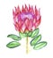 Protea cynaroides king protea, giant protea, honeypot, king sugar bush flower pink blossom and green leaves, hand painted