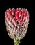 Protea Empress Flower Tropical Plant