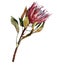 Protea flower