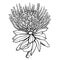 Protea Flower Black and White Hand-drawn Vector Illustration