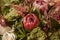 Protea flower bunch. Beautiful protea flower in bloom. Close up view of beautiful red proteas. Springtime background.