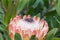 Protea flower close up