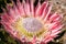 Protea flower completed flowering process with many bees
