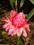 Protea flower in the Dominican Republic