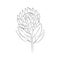 Protea flower, large bud drawn with lines. Isolated bud on a branch. For invitations