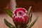 Protea flower macro view. Beautiful protea flower in bloom. Close up view of red proteas.